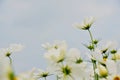 Close up white cosmos