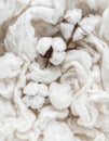 Close up of White Cotton Plant Texture Background in Soft Light Studio Shot Royalty Free Stock Photo