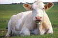 Close up of white cow