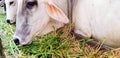 Close up white cow face eating green grass and straw in corral or animal farm Royalty Free Stock Photo