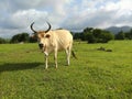 White cow with long horns grazing in the grass Royalty Free Stock Photo