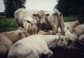 close-up of white cows togheter on field Royalty Free Stock Photo