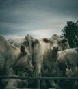 close-up of white cows togheter on field Royalty Free Stock Photo