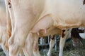 A close-up on the white cows udder on the farm. Dairy, milk production concept