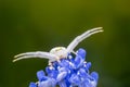 White crab spider, Misumena vatia, waiting inside the purple flowers of the garden shrub Californian Lilac, ceanothus thyrsiflorus Royalty Free Stock Photo