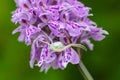 Close up of a white crab spider on pink heath spotted orchid Royalty Free Stock Photo