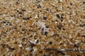 Close up of crab with yellow sand in background