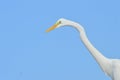 Close-up of the white crane bird with blue sky background Royalty Free Stock Photo
