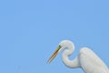 Close-up of the white crane bird with blue sky background Royalty Free Stock Photo