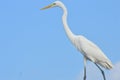 Close-up of the white crane bird with blue sky background Royalty Free Stock Photo