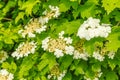 Close-up of white cream colored flower of Guelder rose, Viburnum opulus Royalty Free Stock Photo