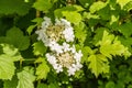 Close-up of white cream colored flower of Guelder rose, Viburnum opulus Royalty Free Stock Photo