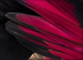 Close up of White-crested turacos, Tauraco leucolophus, wing Royalty Free Stock Photo