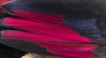 Close up of White-crested turacos, Tauraco leucolophus, wing Royalty Free Stock Photo