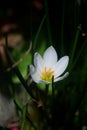 Close-up of white crocus flower in a garden Royalty Free Stock Photo