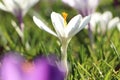 Close up of white crocus flower in spring Royalty Free Stock Photo