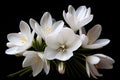 Close-up of white crocus flowers Royalty Free Stock Photo