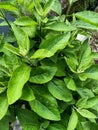 Close up of white crownbeard plant