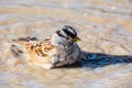 Close up of White crowned sparrow Zonotrichia leucophrys bathing in a puddle; San Francisco bay area, California
