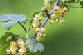 Close up of white currant fruits Royalty Free Stock Photo