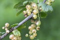 Close up of white currant fruits Royalty Free Stock Photo