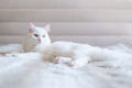 Close up of the white cute fluffy cat lying on the sofa in the room. Inside Royalty Free Stock Photo