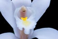 Close up white Cymbidium orchid flowers over black background Royalty Free Stock Photo