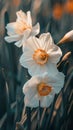 Close-up of white daffodils with golden centers in soft light Royalty Free Stock Photo