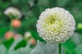 Close-up white dahlia in bloom