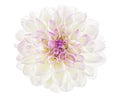 Close up of white dahlia flower isolated on background, top view. Summer flower Royalty Free Stock Photo