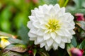 Close up white Dahlia hybrid flower with blurred background Royalty Free Stock Photo