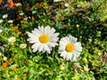 Close-up. White daisies on the background of a green lawn on a bright sunny summer day Royalty Free Stock Photo