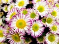 Close up white daisies, daisy flower in garden. Royalty Free Stock Photo