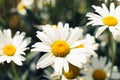 Close-up of white daisies in garden outdoors on sunny day, field of chamomile. Floral theme, spring time concept.