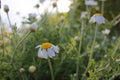 White daisies in the grass. Medical plant ÃÂ¡amomile flowers on the meadow on a sunny day. Summer daisies field. Royalty Free Stock Photo