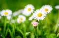 Close up of white daisies on spring meadow green grass. Royalty Free Stock Photo