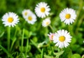 Close up of white daisies on spring meadow green grass. Royalty Free Stock Photo