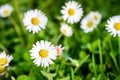 Close up of white daisies on spring meadow green grass. Royalty Free Stock Photo