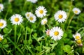 Close up of white daisies on spring meadow green grass Royalty Free Stock Photo