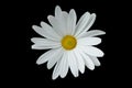 Close up of white daisy, black background Royalty Free Stock Photo