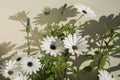 Close-up of a White daisy bush with beautiful blossoms