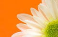 Close-up of White Daisy Flower on Orange Royalty Free Stock Photo