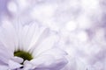 Close up of white daisy heart