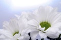 Close up of white daisy heart