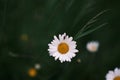 Close-up of white daisy with a Lucerne bug in the meadow. Royalty Free Stock Photo