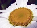 A close-up of a white daisy with a vibrant yellow center, surrounded by a dark background Royalty Free Stock Photo