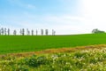 Close-up white dandelion blossoms with spring green grass and row of trees on hill Royalty Free Stock Photo