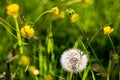 Close-up white dandelion flowers in grass on a background of green meadow with yellow flowers. Closeup of fluffy white dandelion Royalty Free Stock Photo