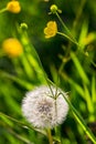 Close-up white dandelion flowers in grass on a background of green meadow with yellow flowers. Closeup of fluffy white dandelion Royalty Free Stock Photo