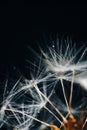 Close-up of white dandelion fluff with water drops Royalty Free Stock Photo